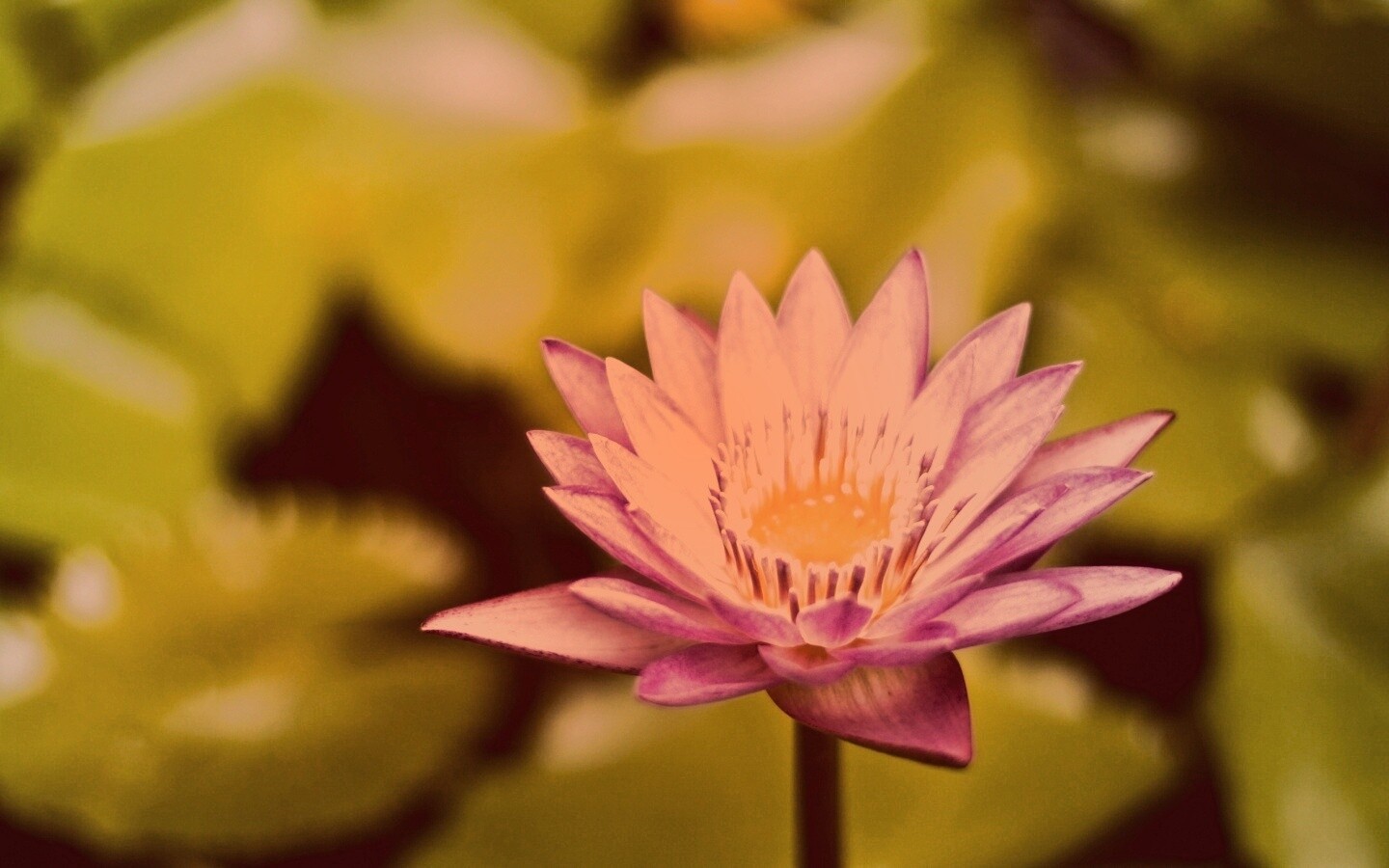 Фиолетовый цветок обои