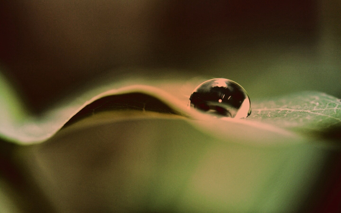 Фотография капли воды в макро обои