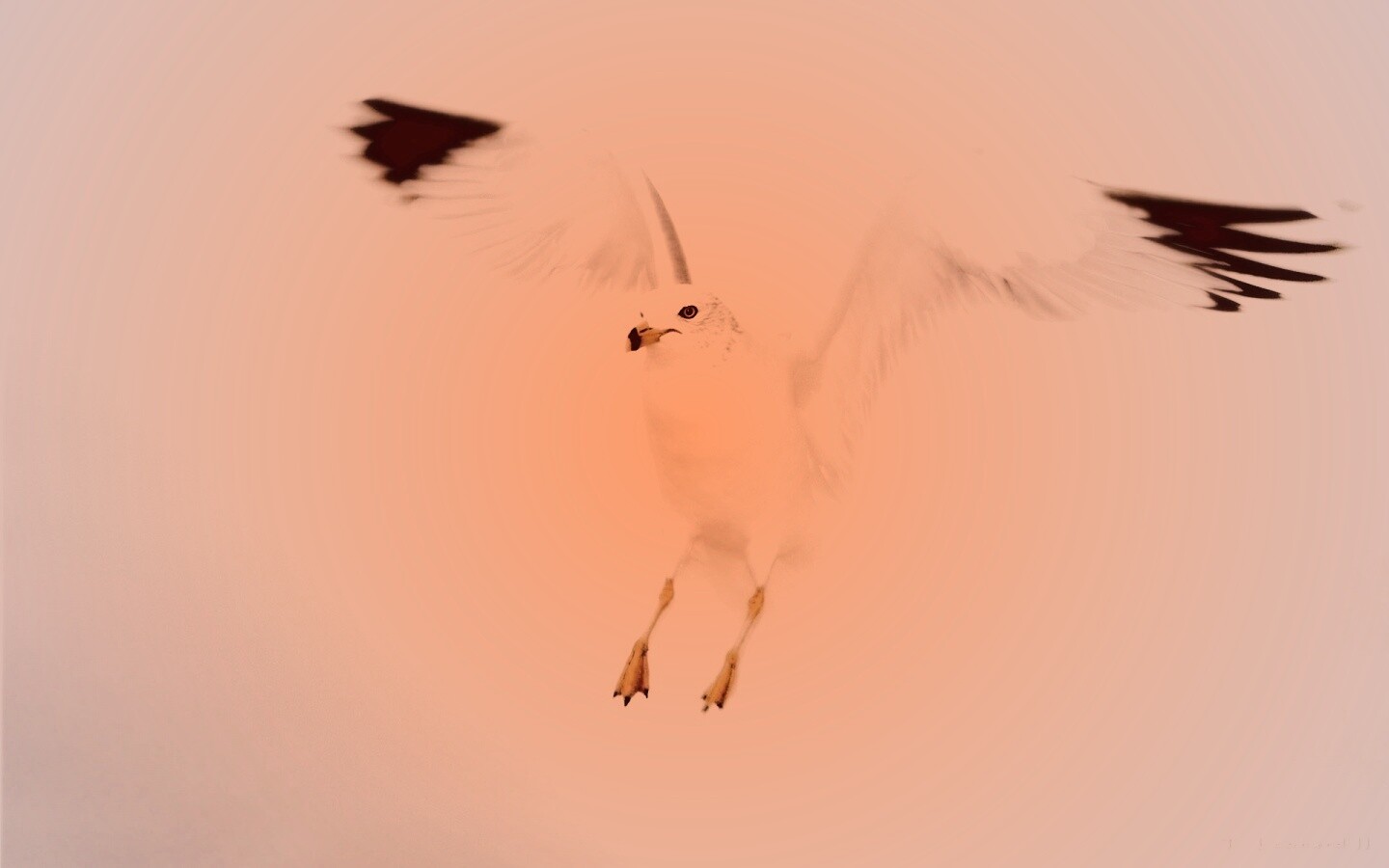 Гордая белая птица обои