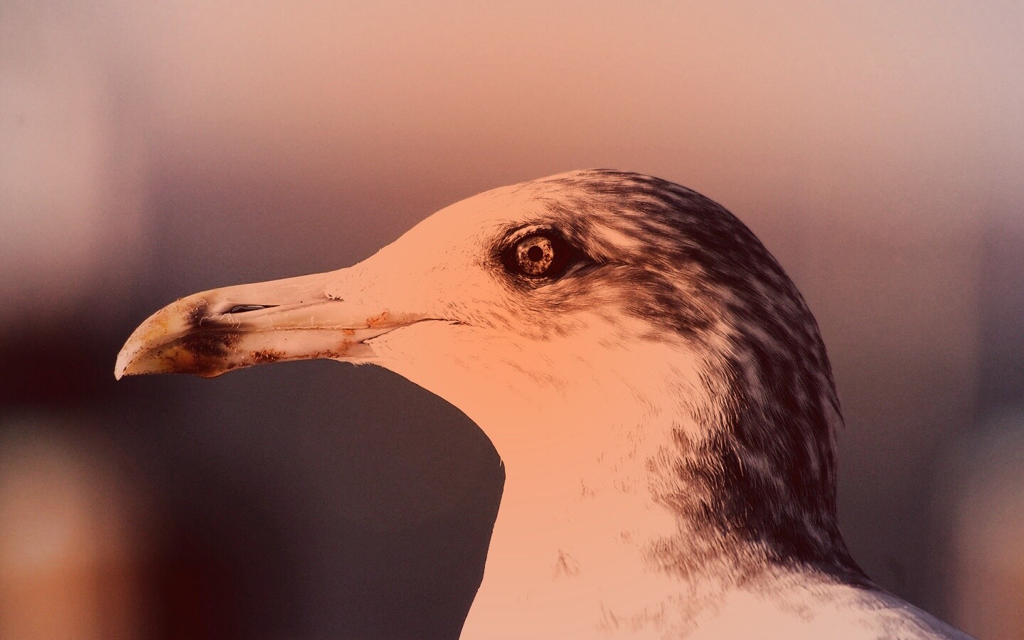 Птичка с длинным клювом обои
