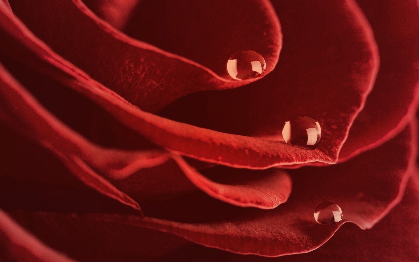 Капли росы на лепестках розы обои