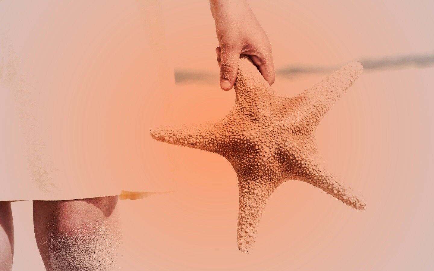 Морская звезда в руке обои