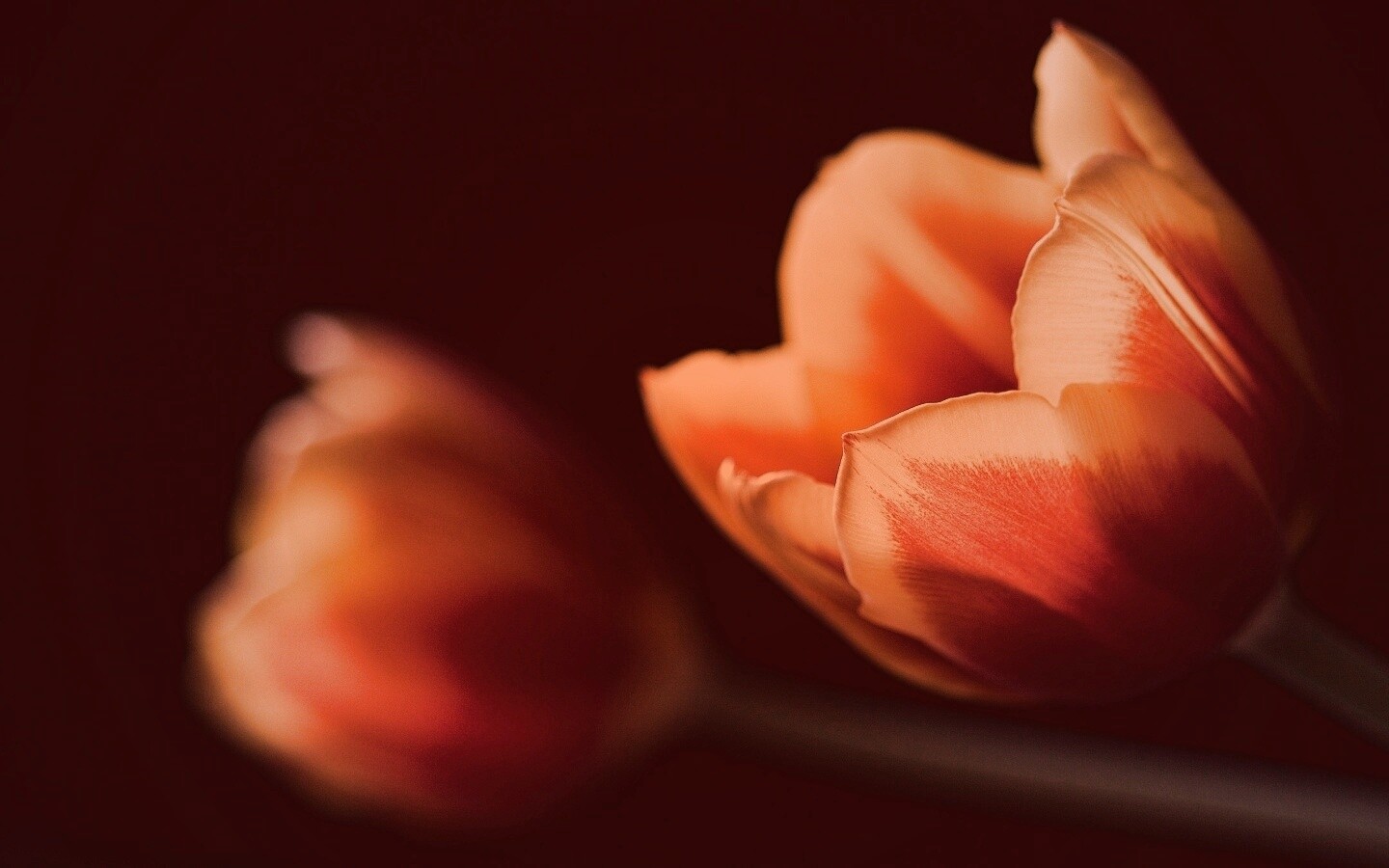Тюльпаны в темноте обои