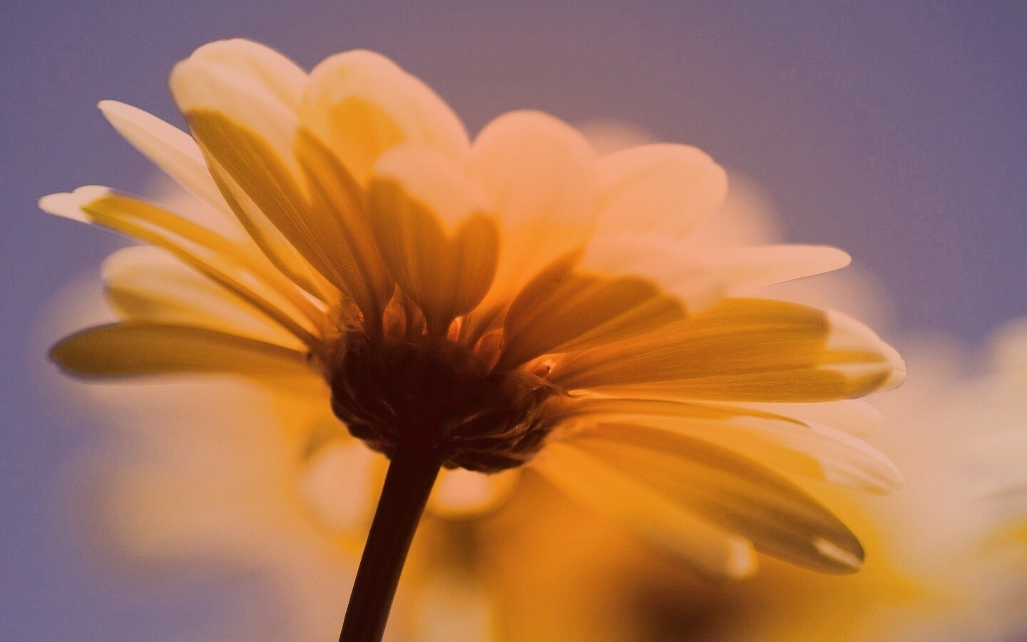 Макро-фото желтого цветка обои