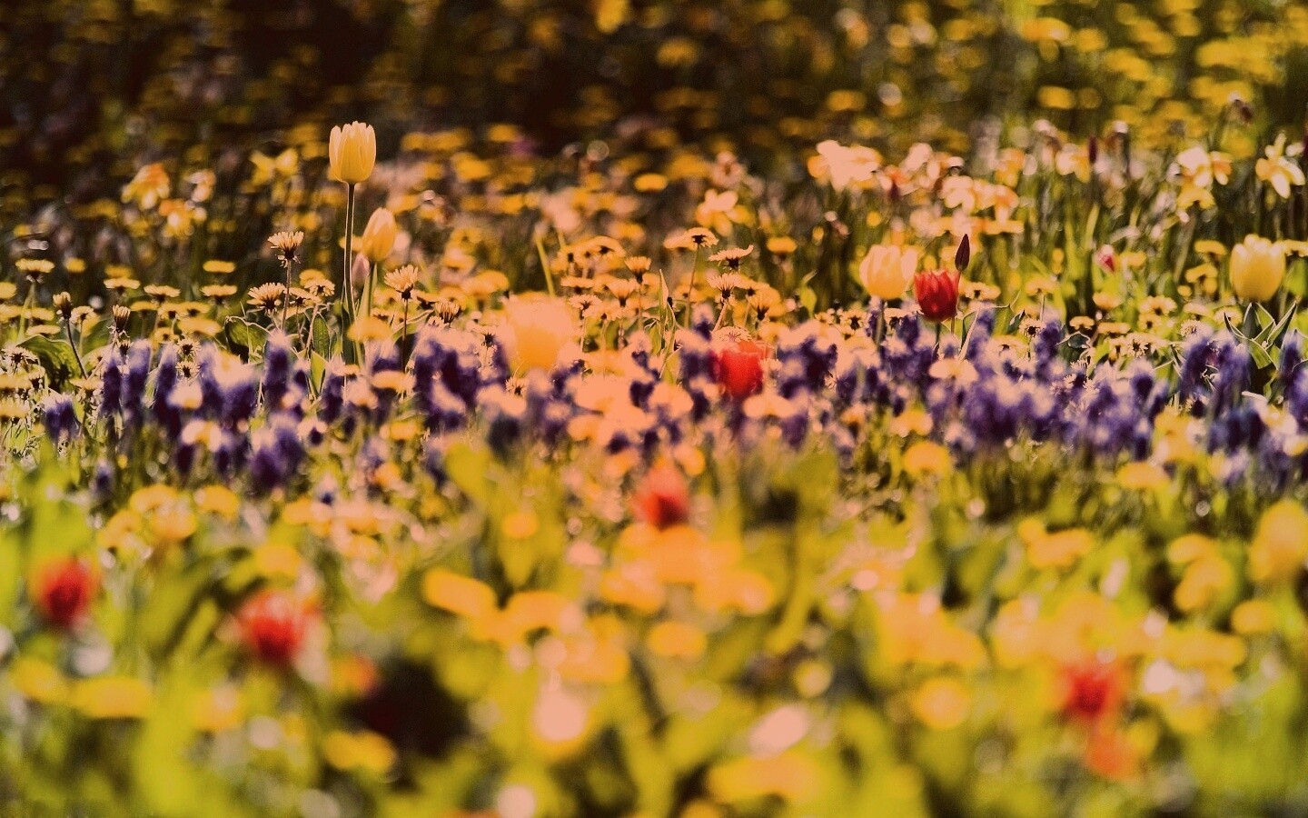 Все краски весны обои