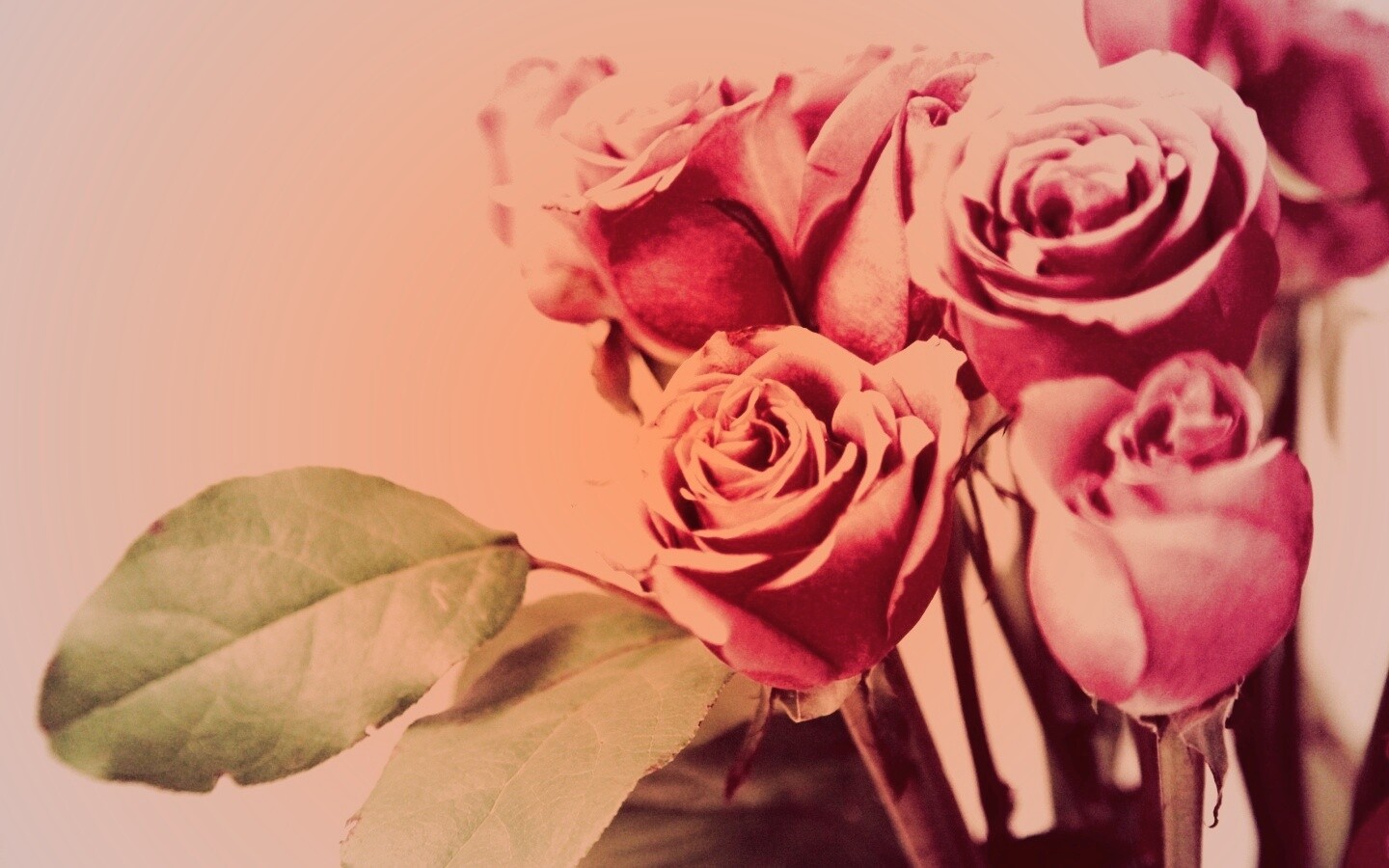 Букет розовых роз обои