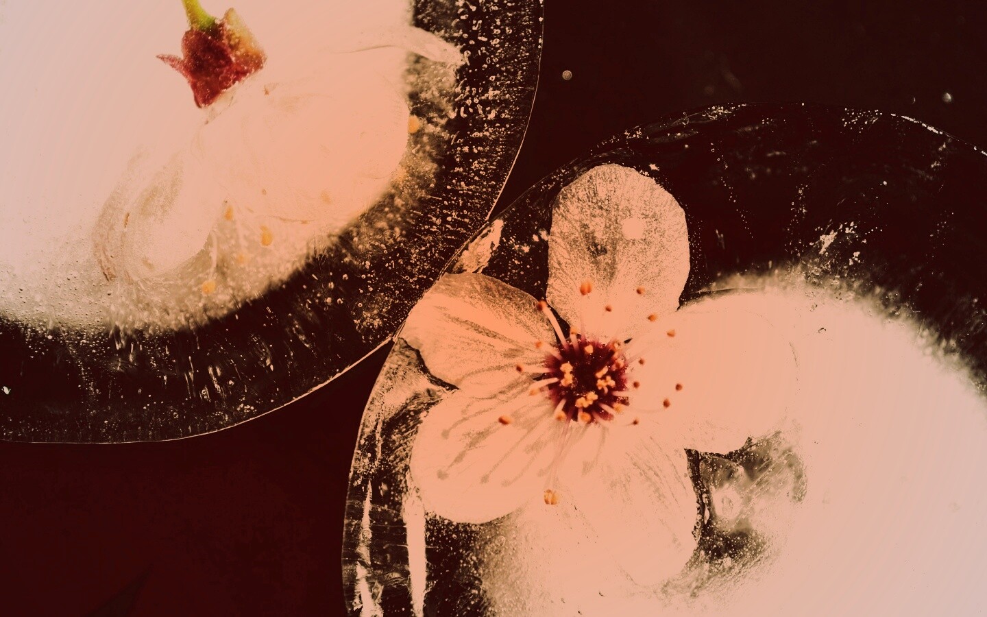 Цветы вишни во льду обои