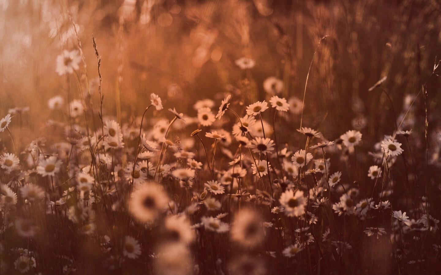 Поле ромашек обои