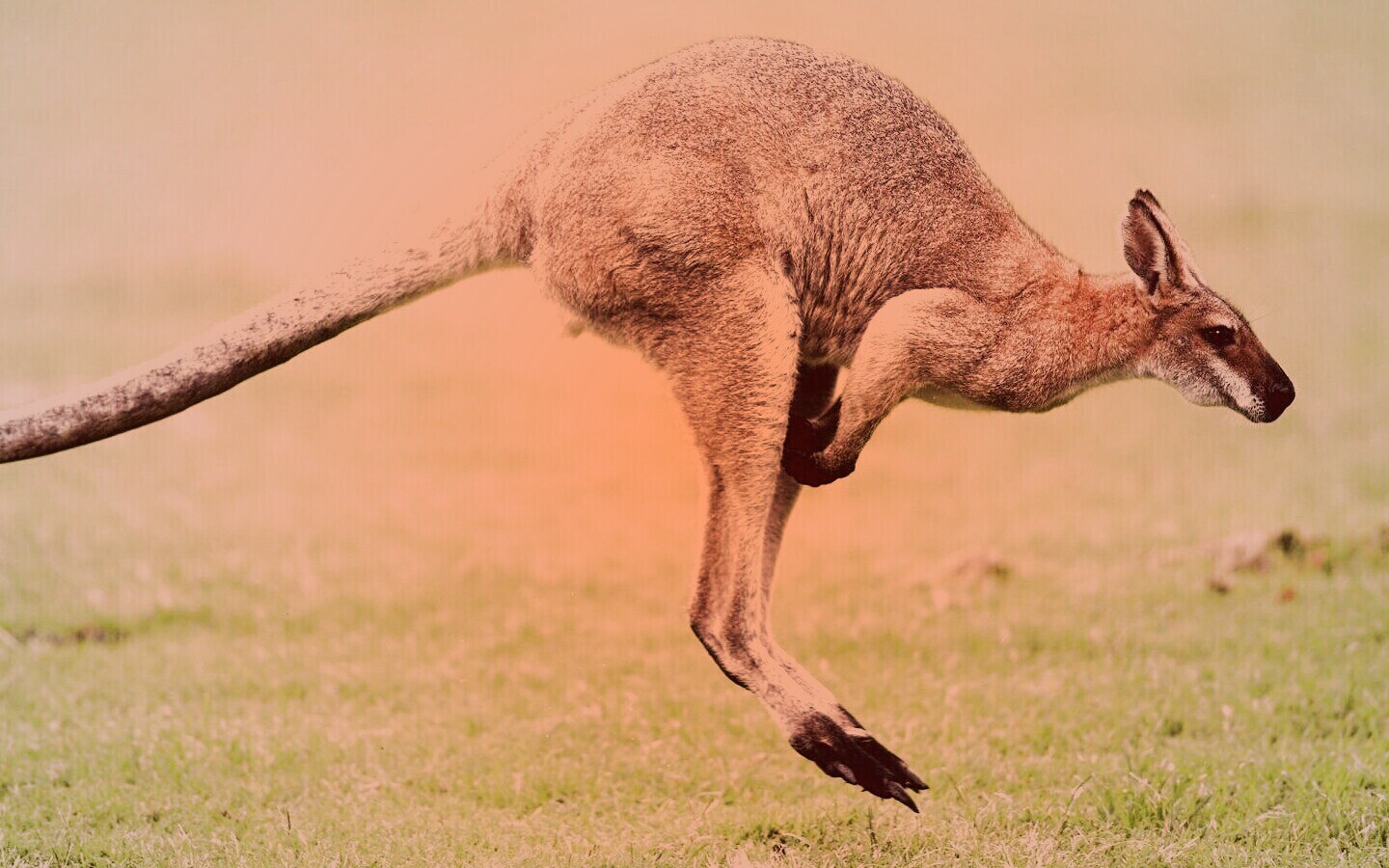 Кенгуру обои