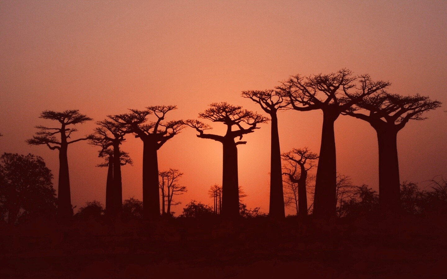 Баобабы на закате обои