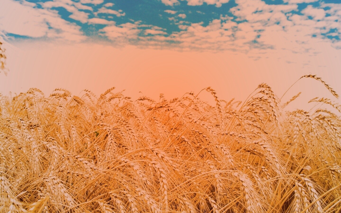 Колосья в поле обои