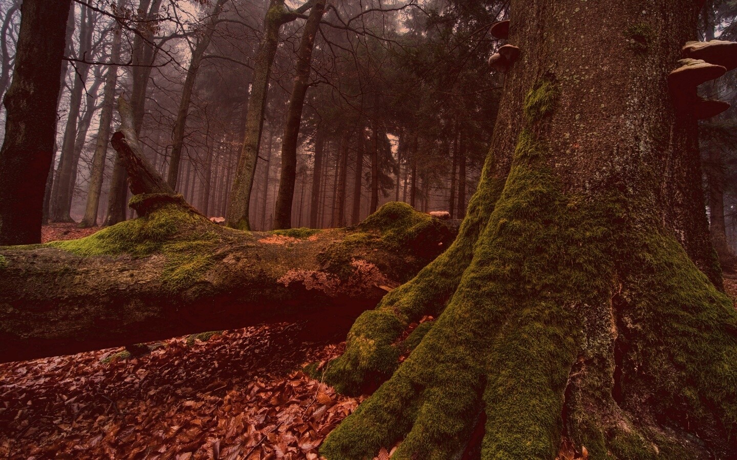 Дерево, поросшее мхом обои