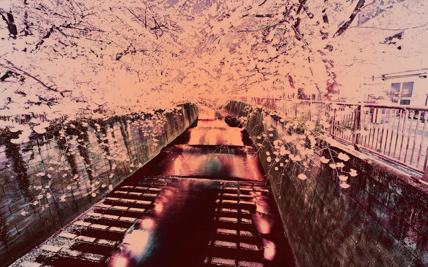 Река и цветение сакуры обои