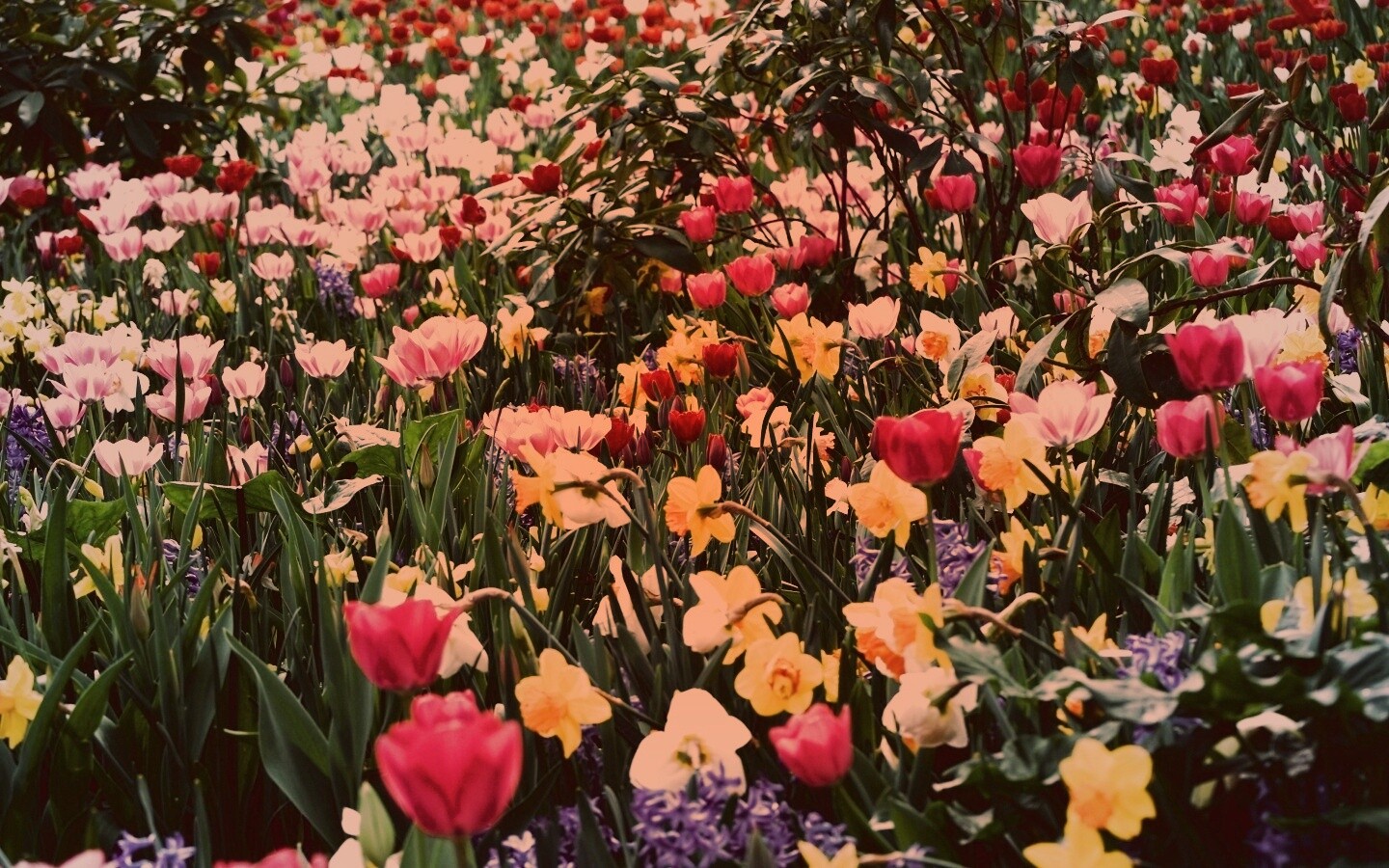 Поляна со множеством цветов обои