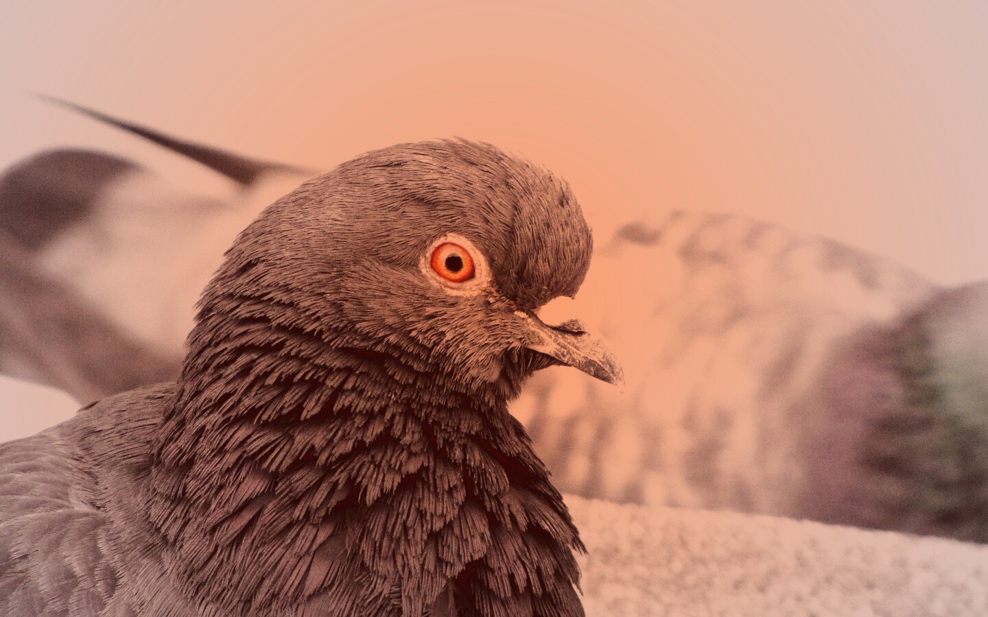 Смотрит в самую душу обои