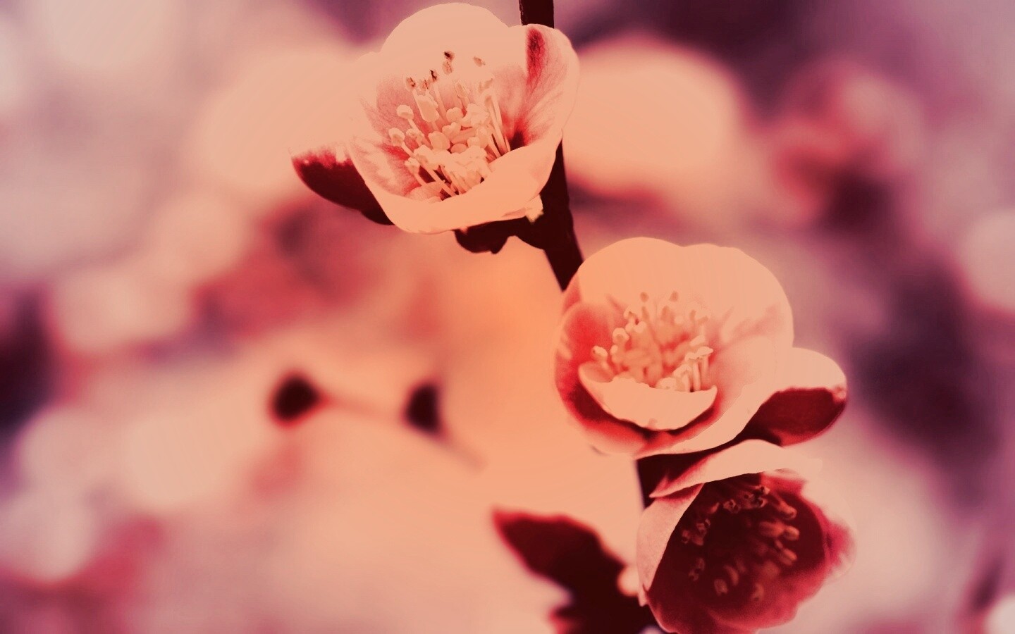 Великолепный цветок обои