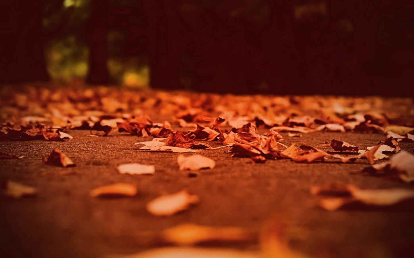 Дорога в листьях  обои