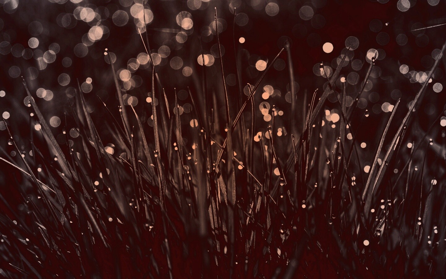 Трава ночью обои