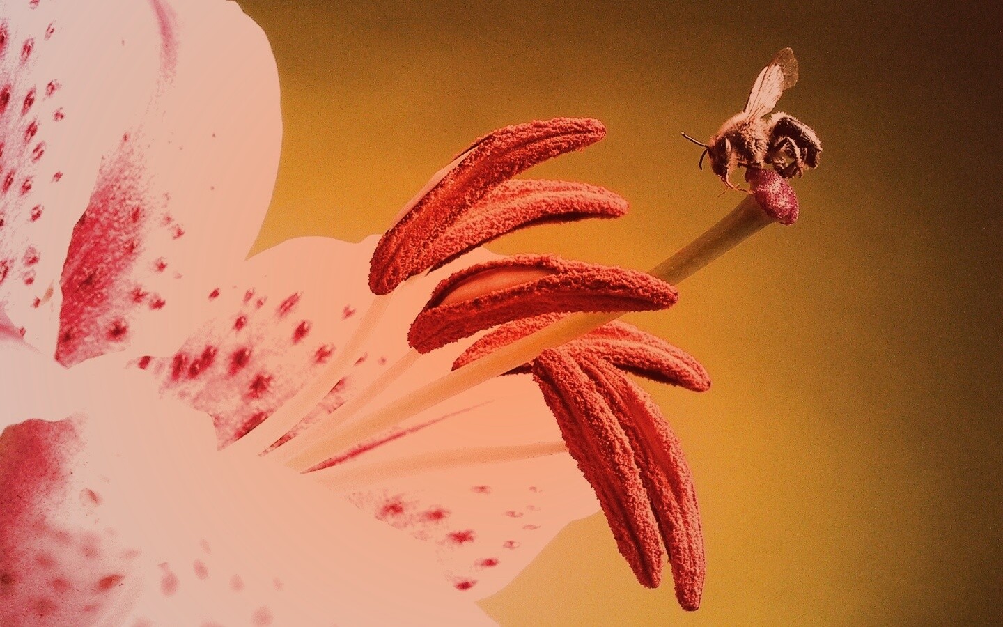 Трудолюбивая пчела на прекрасном цветке обои