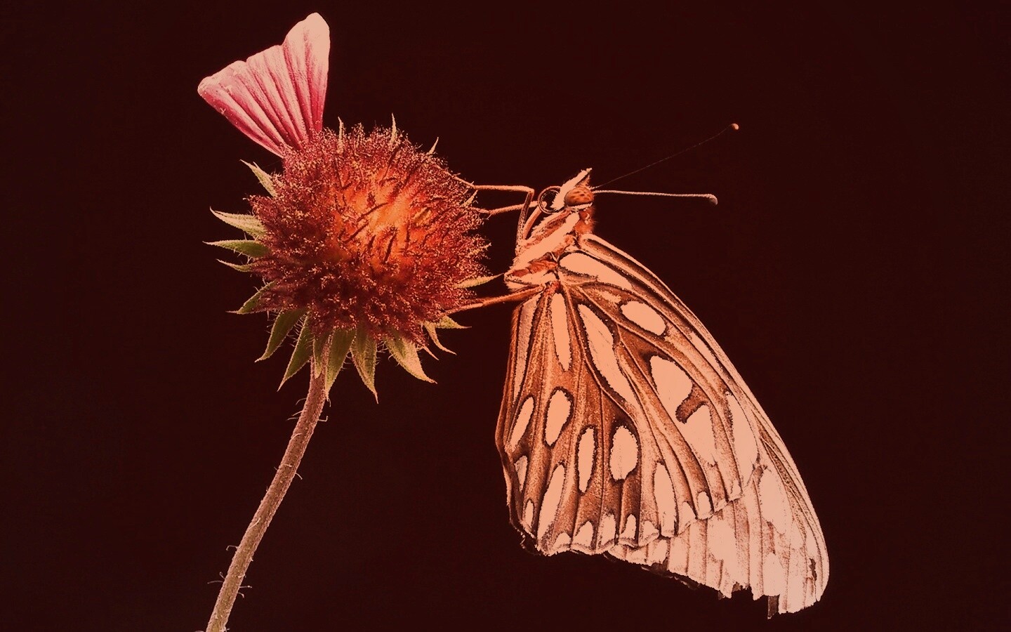 Бабочка на цветке обои