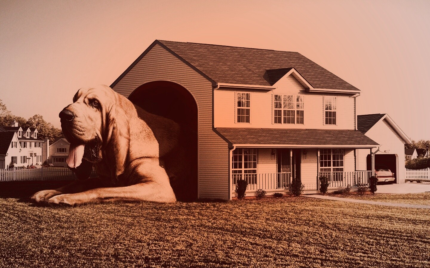 Действительно большая собака обои