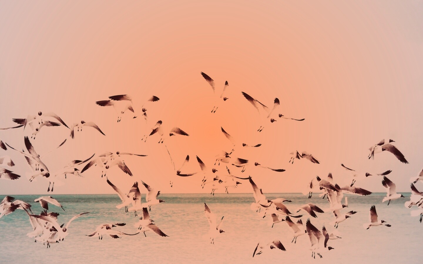 Стая взлетающих чаек обои