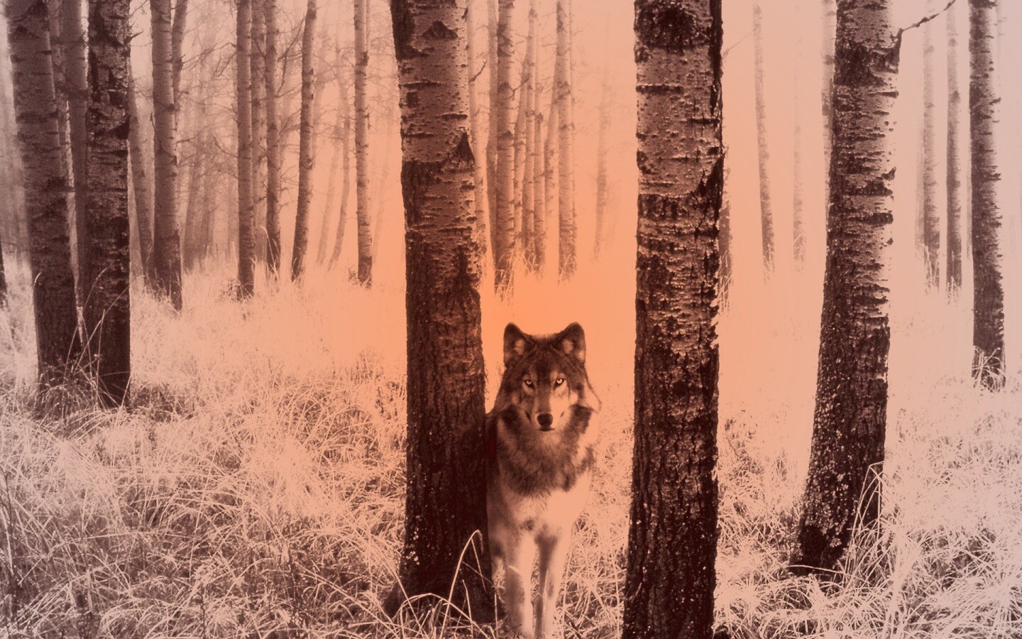 Волк в лесу обои