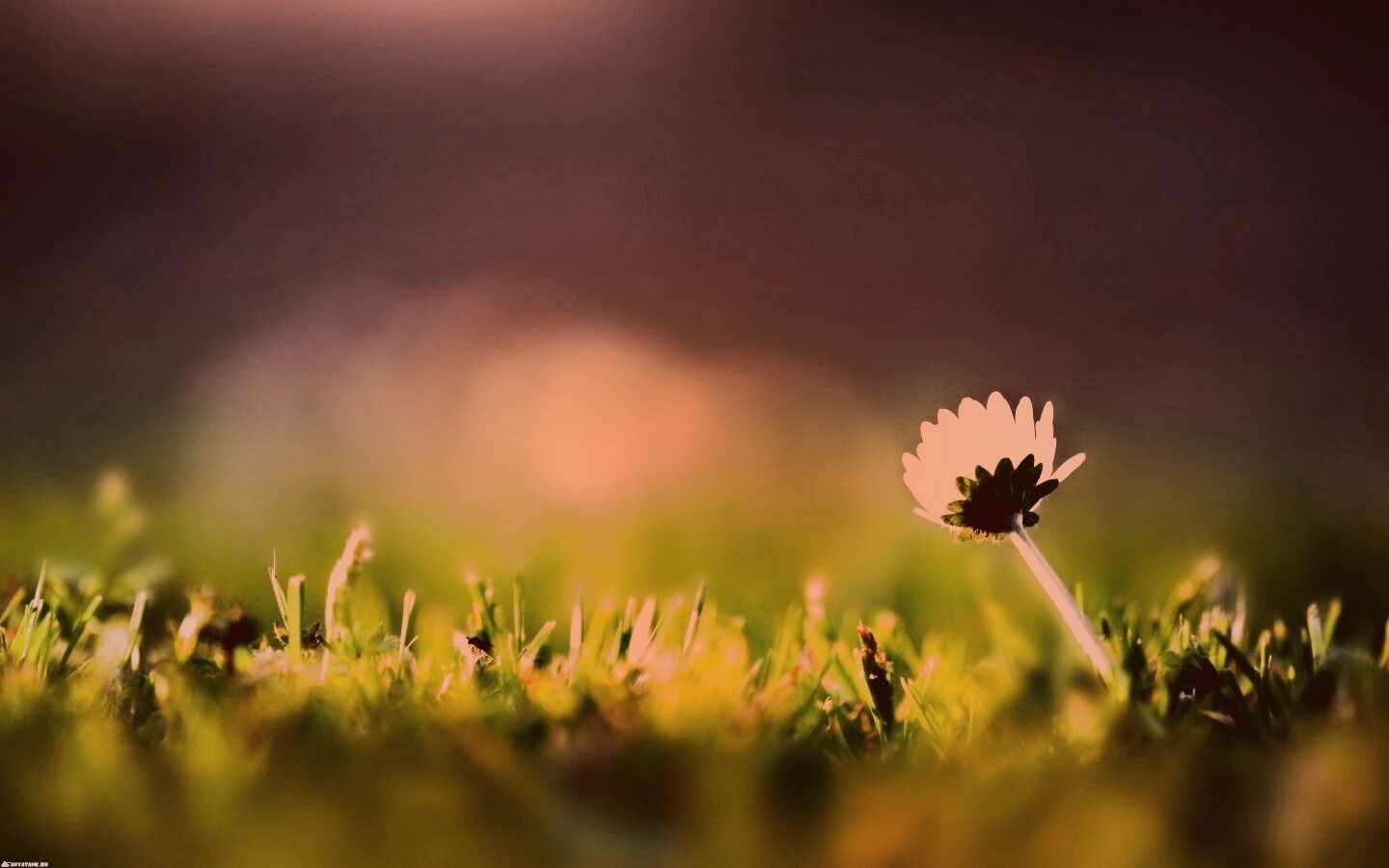 Цветок на траве обои