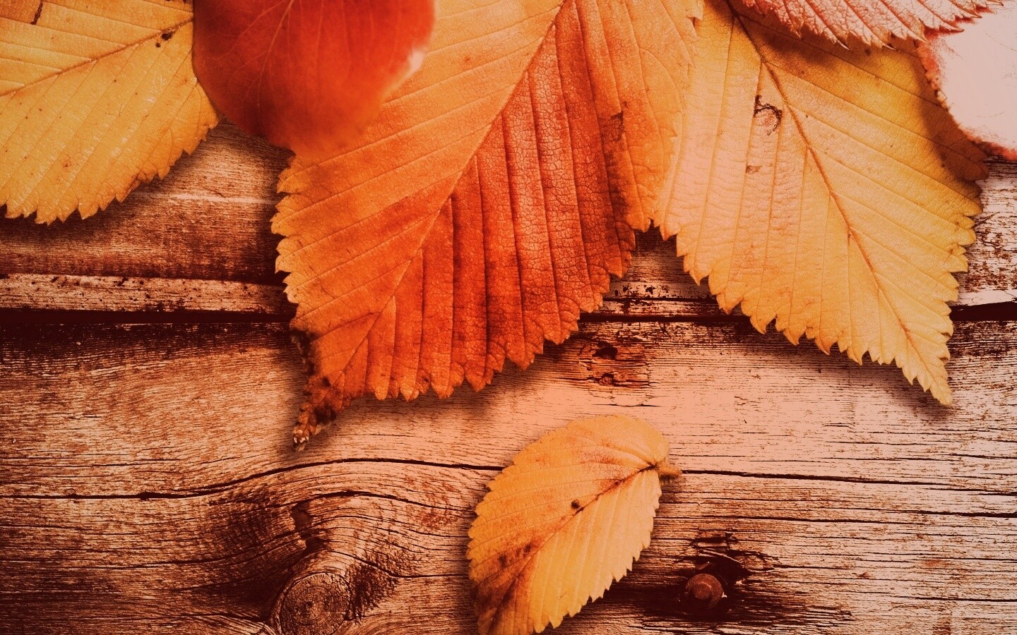 Красиво разложенные листья обои