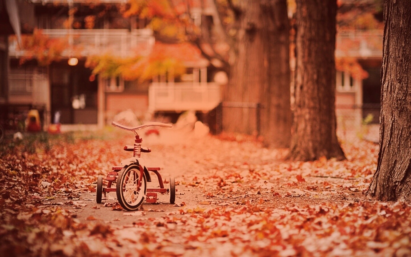 Трёхколёсный друг на осенней дорожке обои