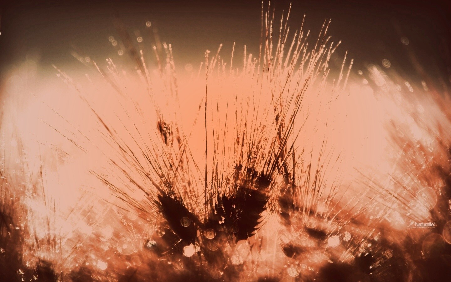 Трава на солнце обои