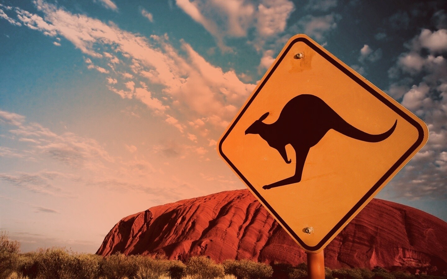 Осторожно, кенгуру! обои