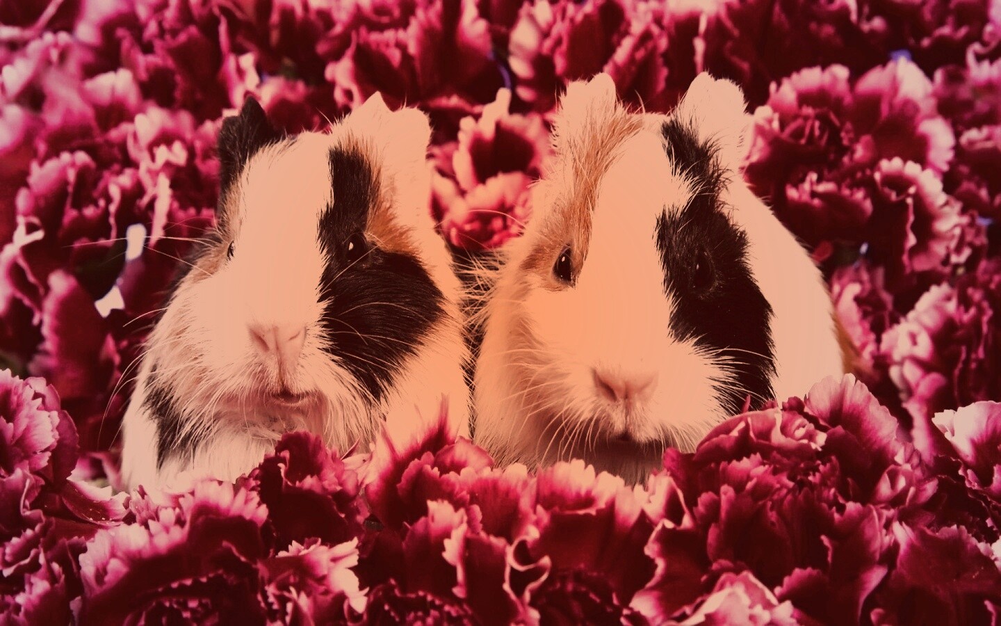 Морские свинки в гвоздиках обои
