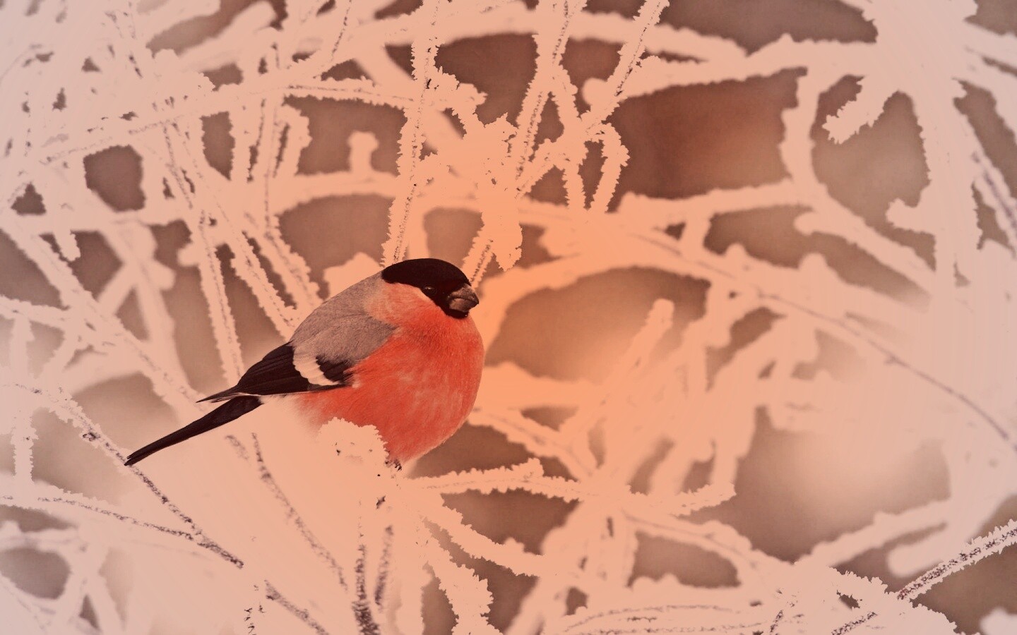 Снегирь на ветке обои