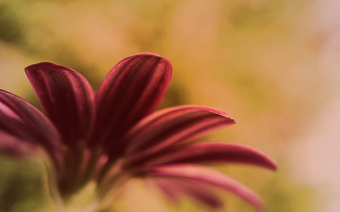 Макро фото цветка обои