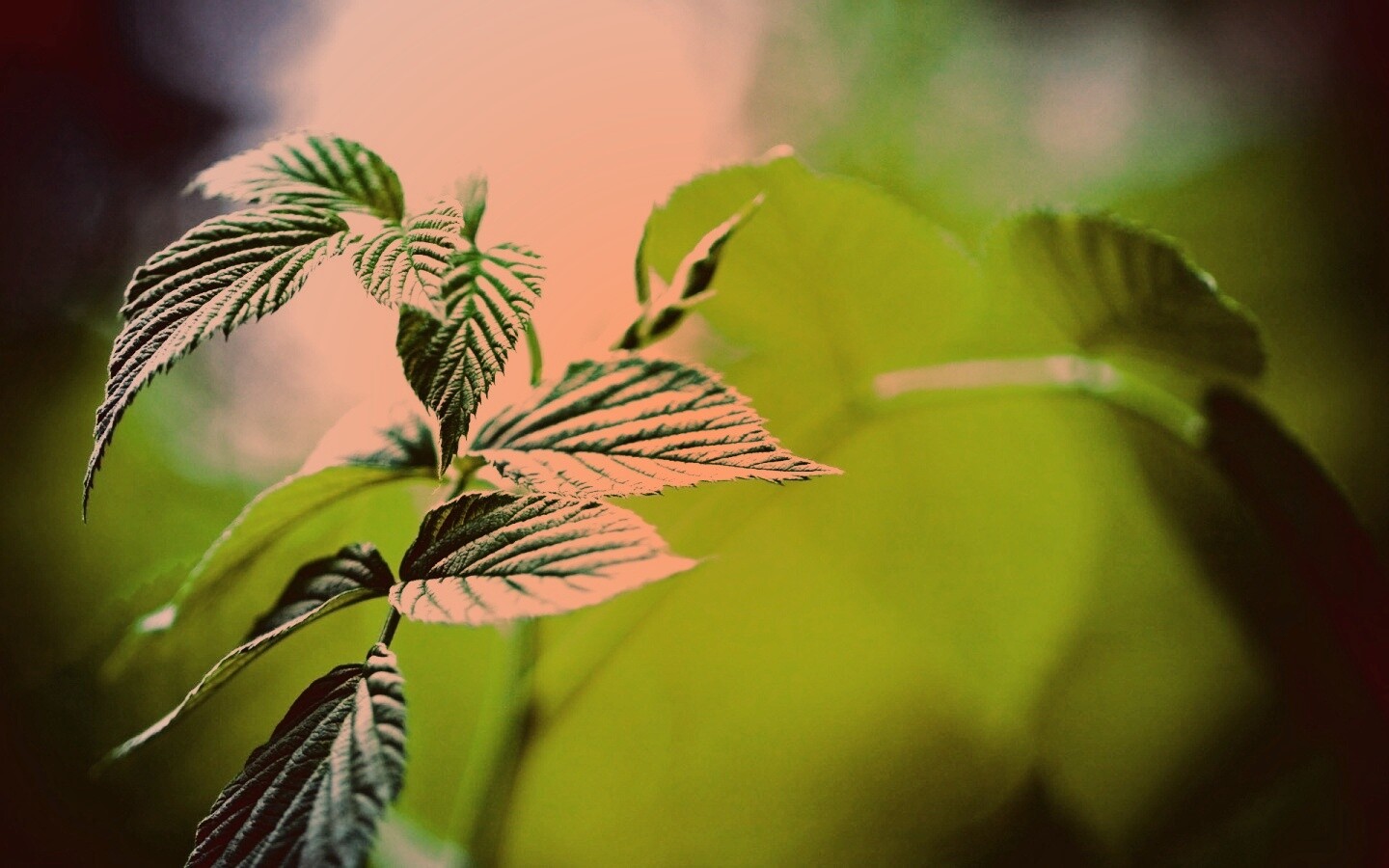 Листья малины обои