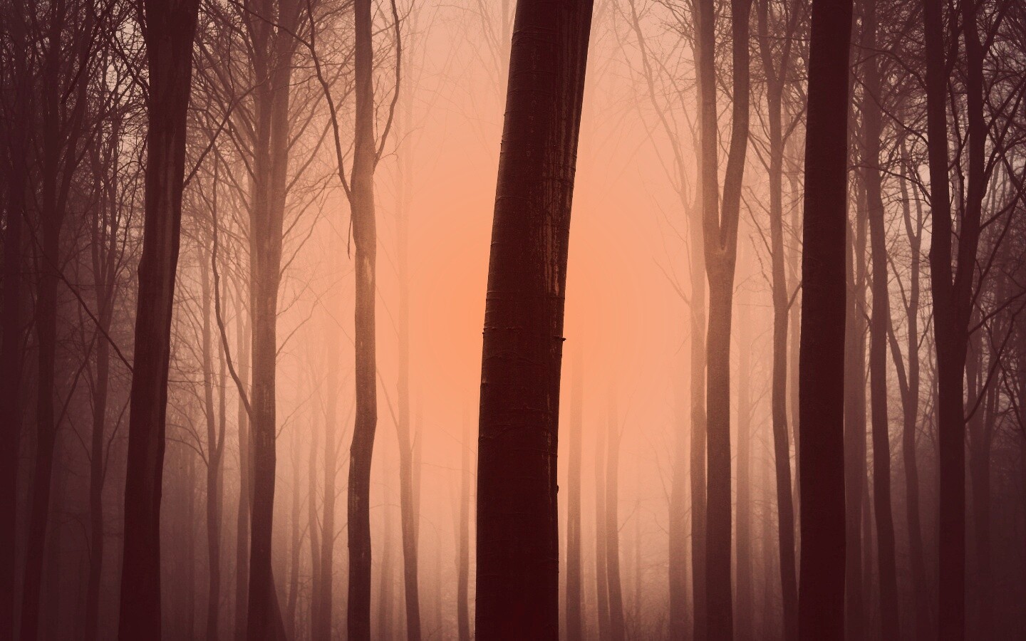 Туман в лесу обои