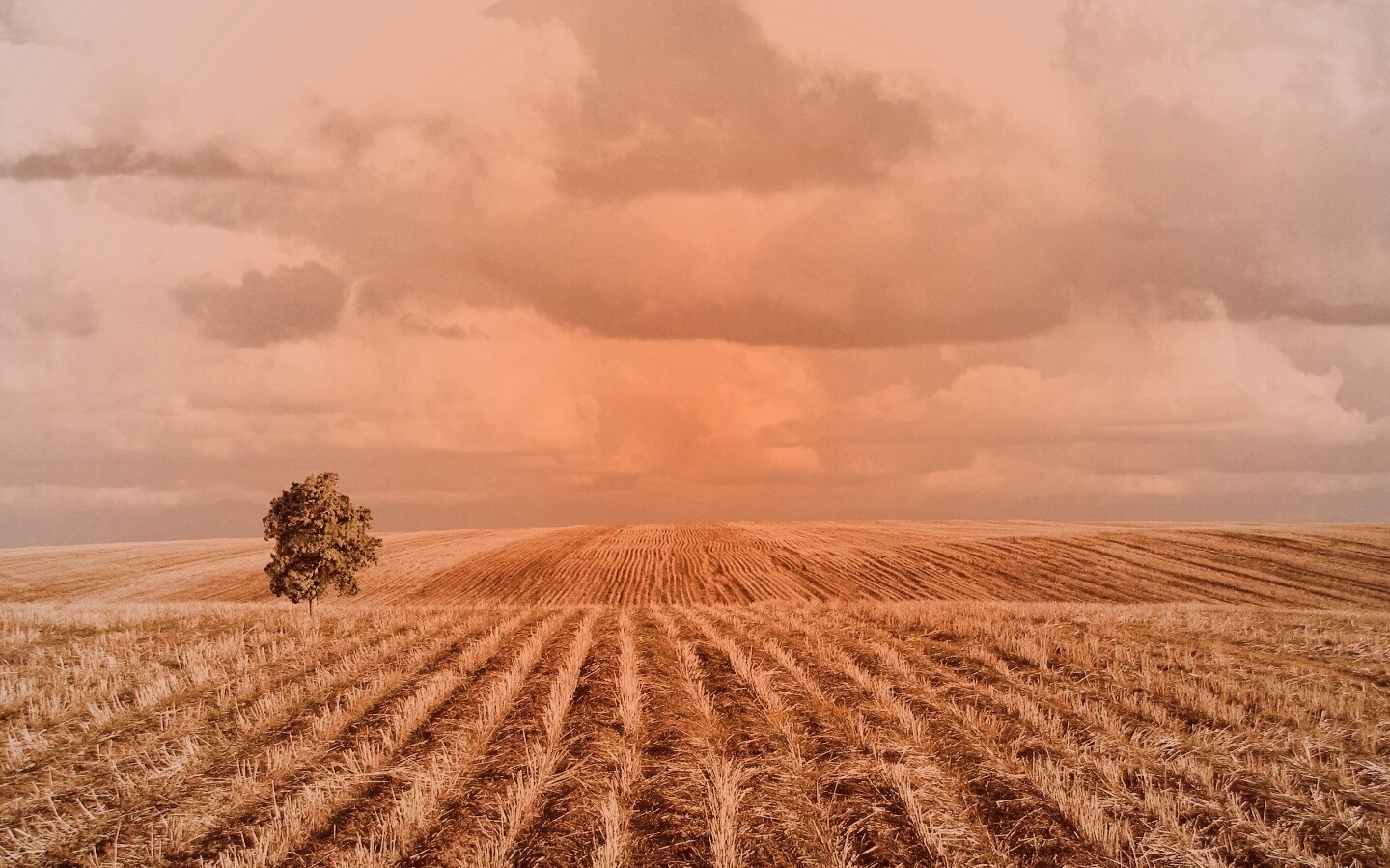 Дерево в поле обои