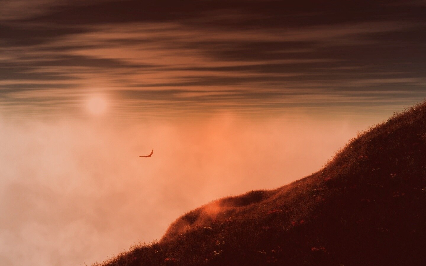 Птица парит над туманом обои