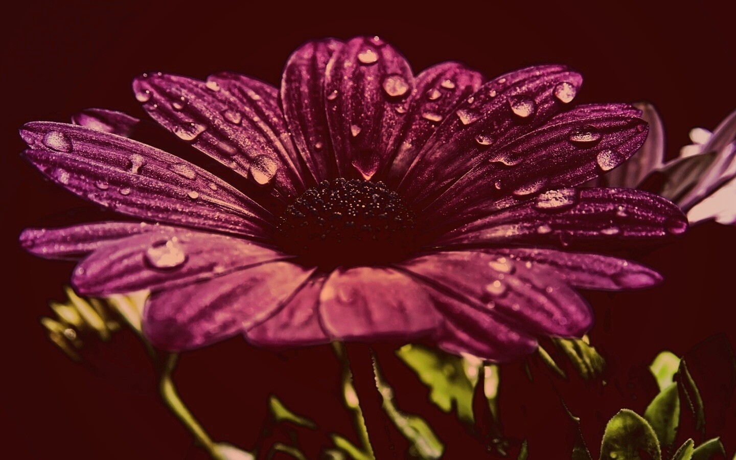 Мокрый от росы фиолетовый цветок обои