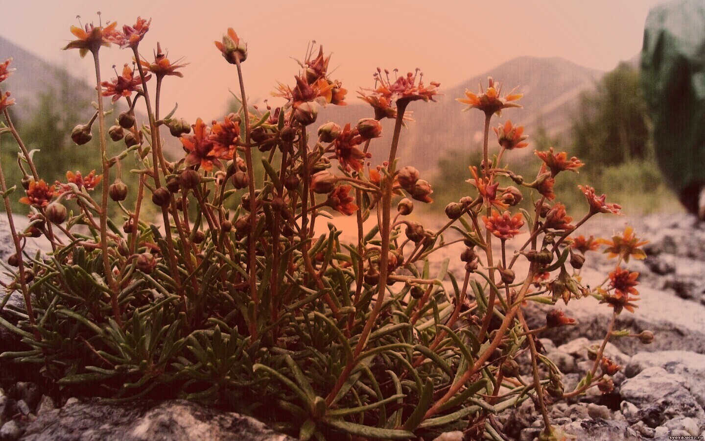 Горные цветы обои