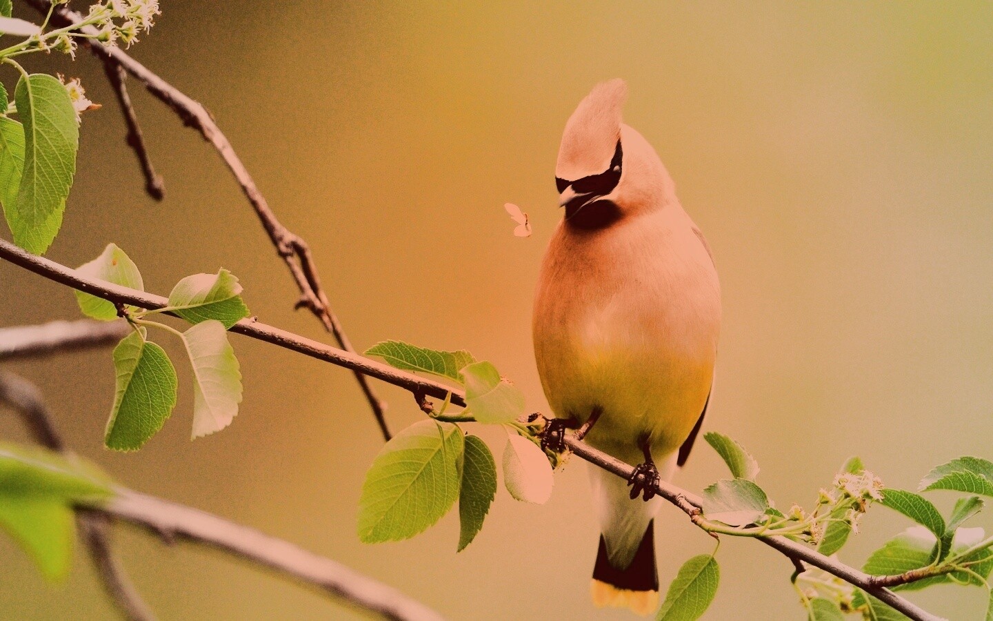 Оранжевая птичка обои