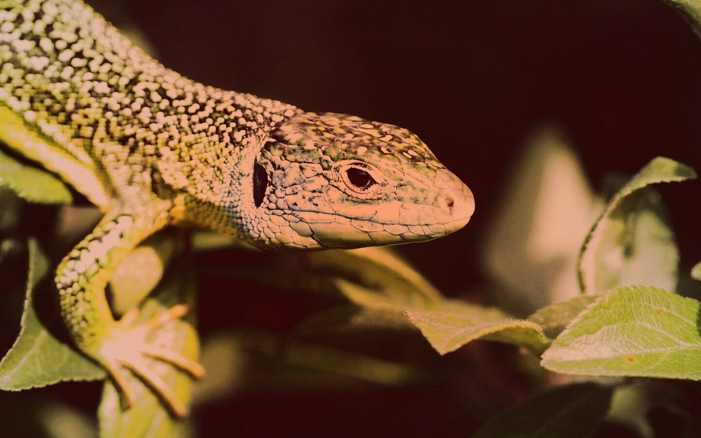Ящерка на листьях обои
