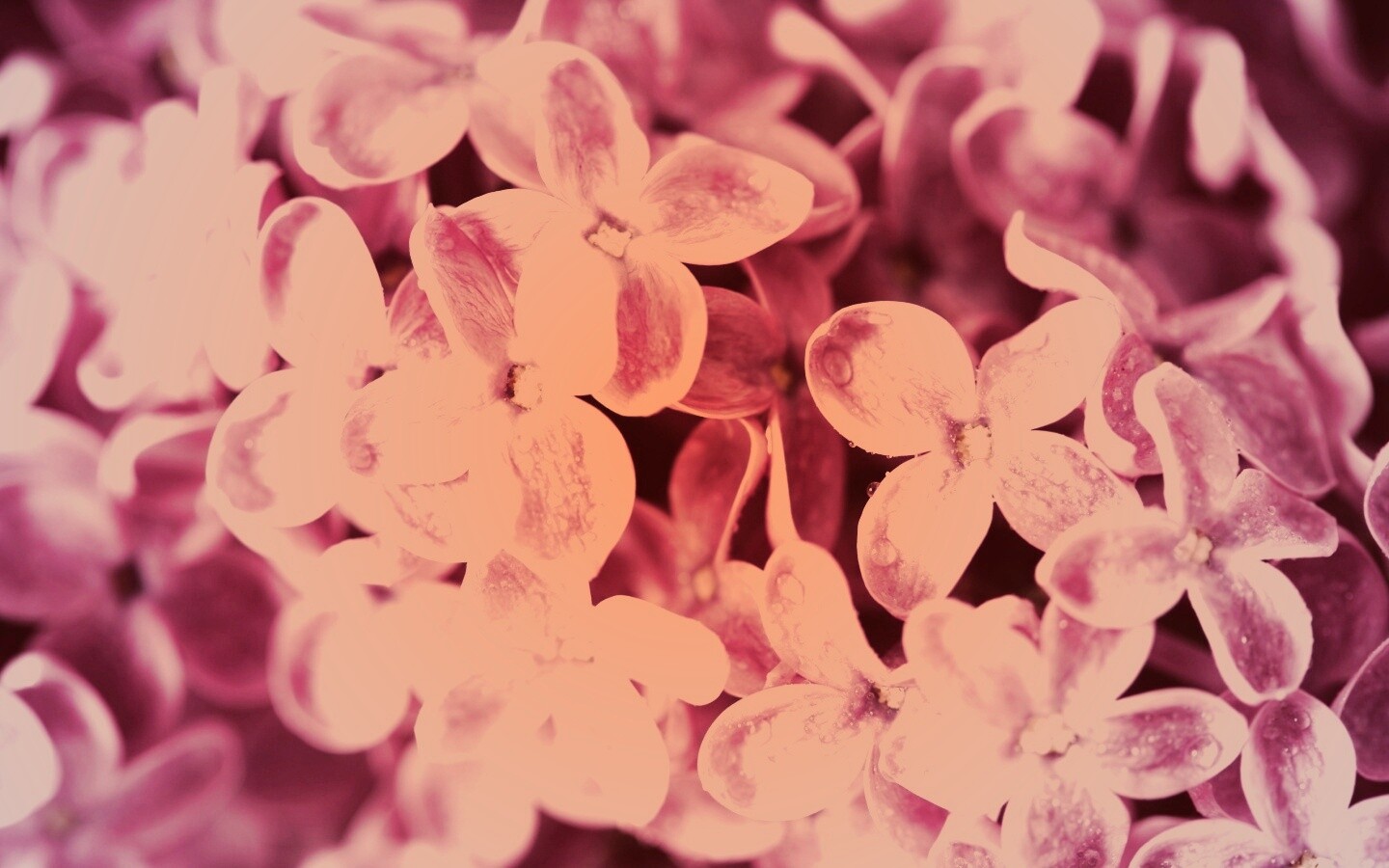 Цветы сирени обои