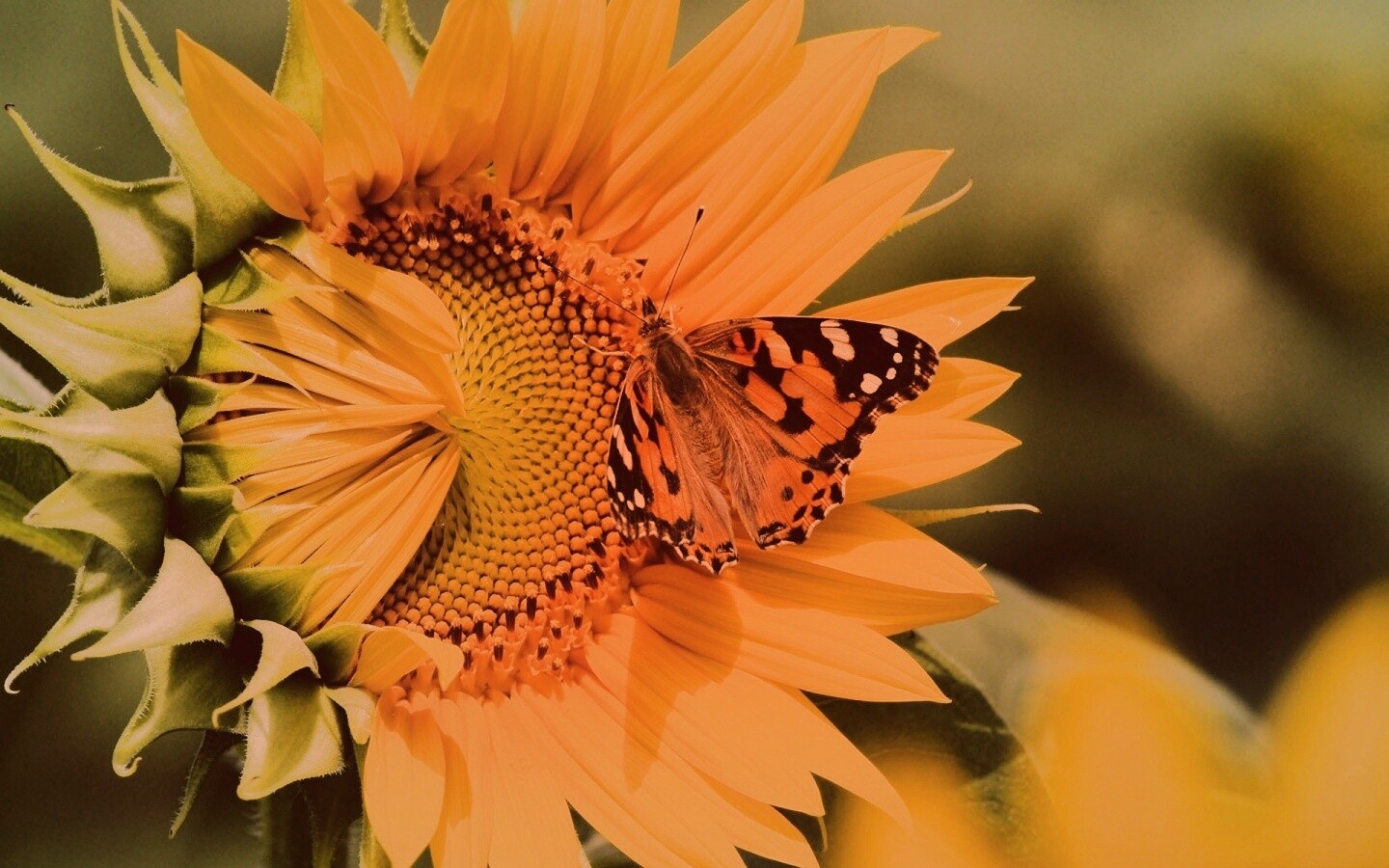 Бабочка на подсолнухе обои