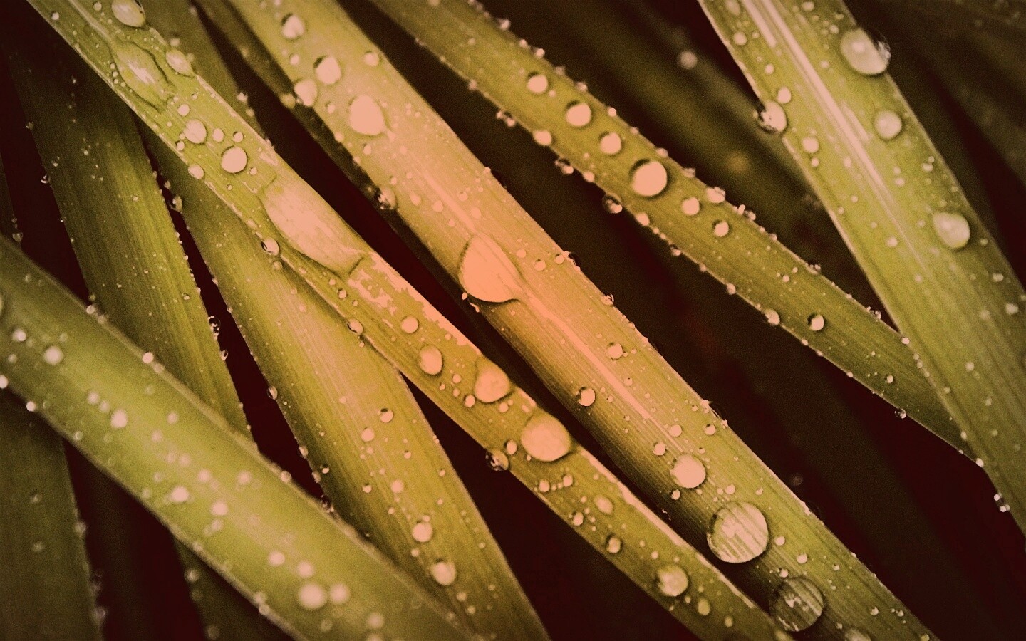 Капли на траве обои