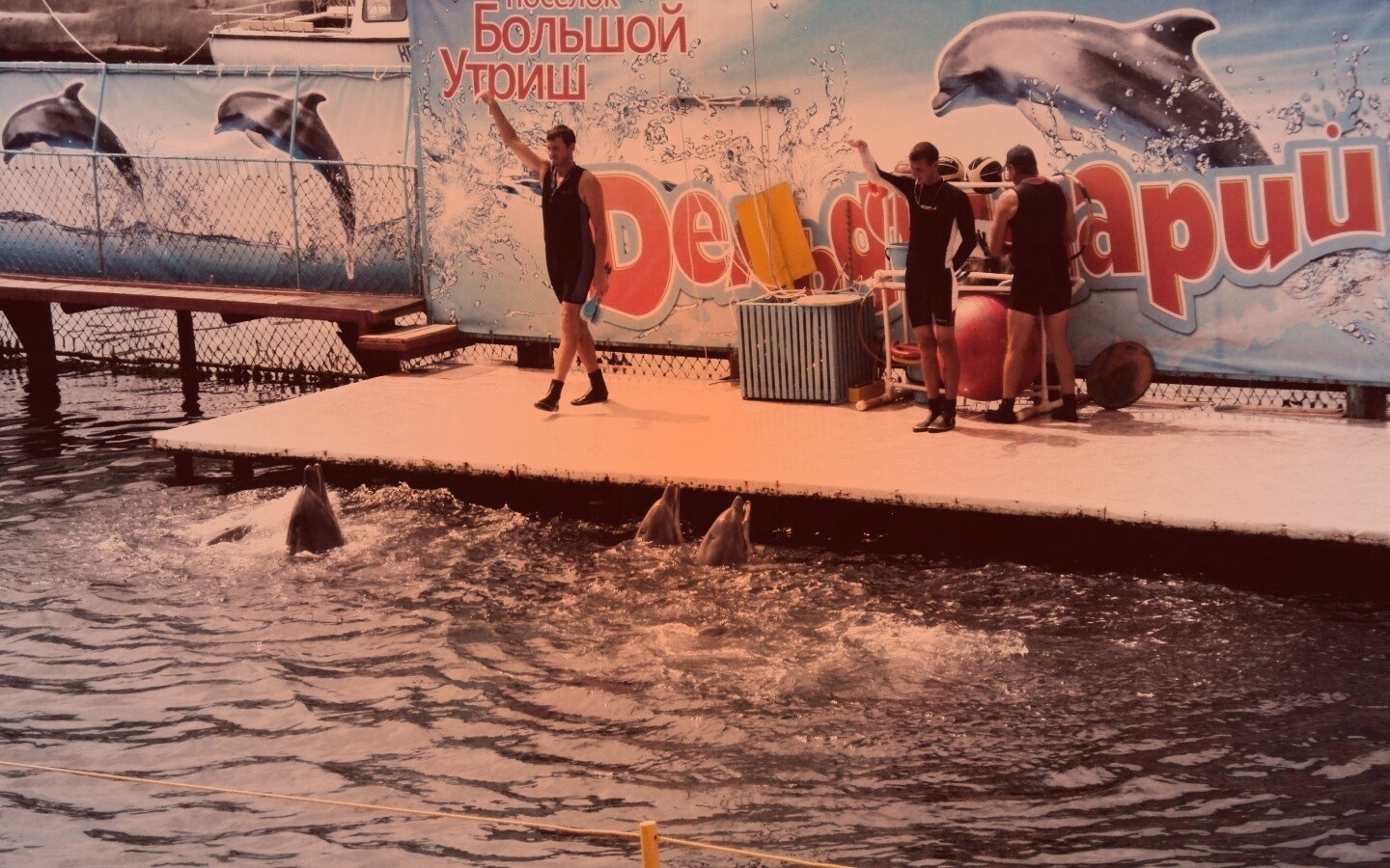Утро в дельфинарии обои