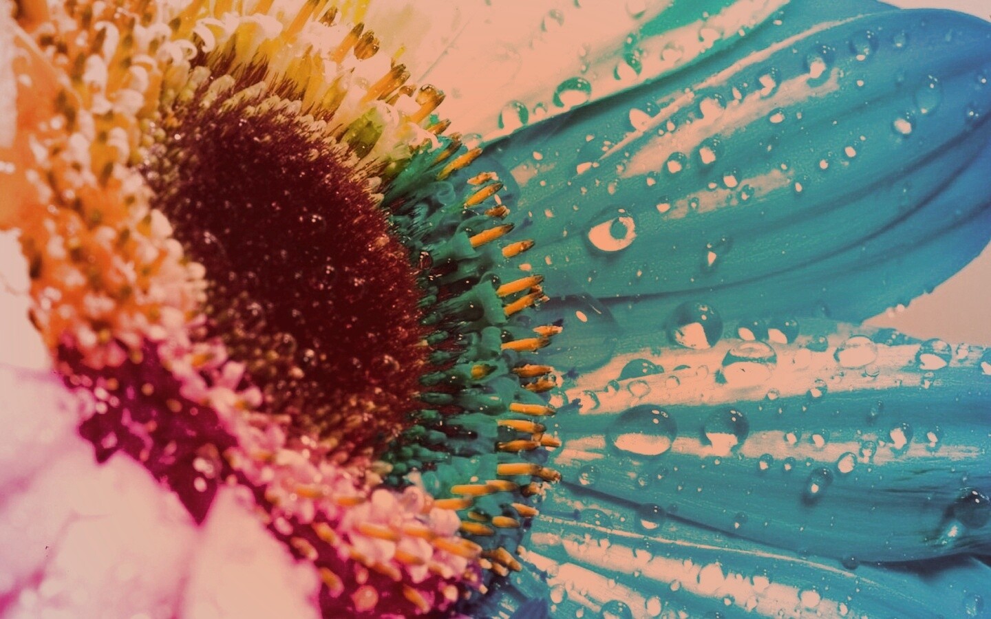 Цветик семицветик обои