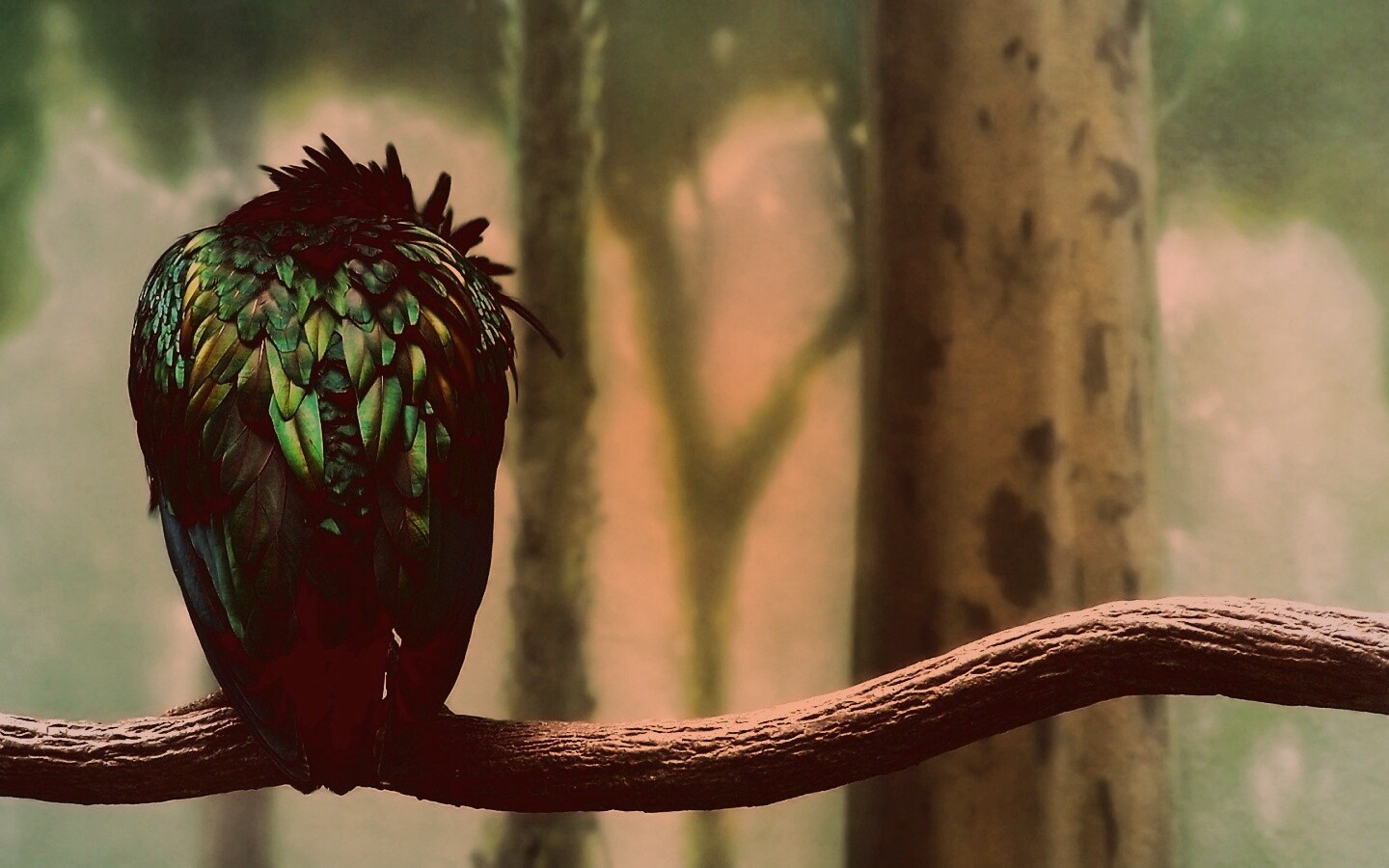 Птица спит на ветке обои