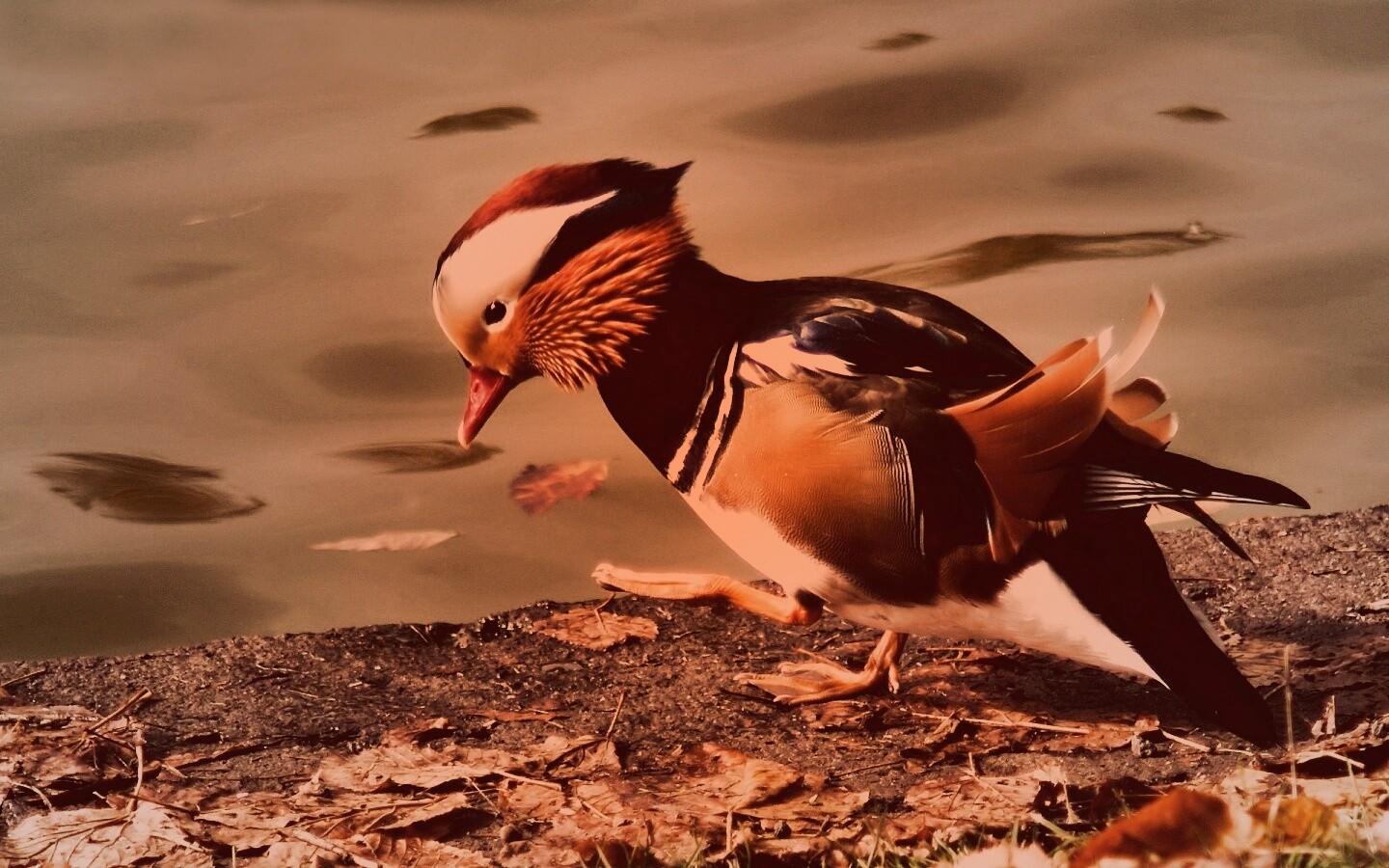 Уточка - мандаринка обои